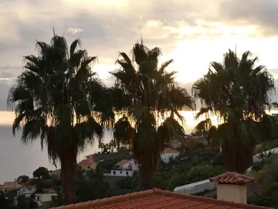 a group of palm trees on a hill with the sunset at Casa do Papagaio Verde in Funchal