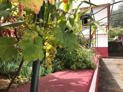 a bunch of grapes hanging from a tree at Casa Oliveira Esmeraldo - Guest Houses in São Vicente
