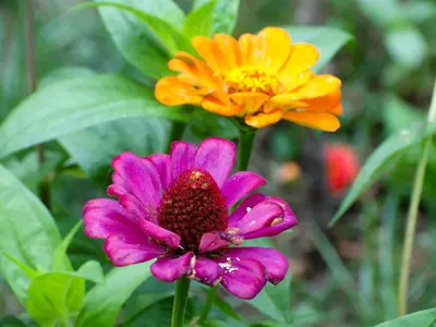 a pink flower and an orange flower in a garden at Casa Oliveira Esmeraldo - Guest Houses in São Vicente