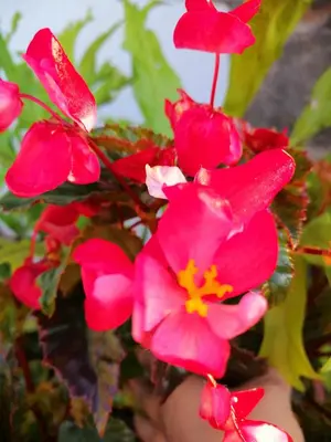 a bunch of red flowers on a plant at Vila Maria Quinta 5 