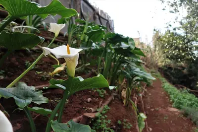 a white flower in a garden with green plants at Vila Maria Quinta 5 