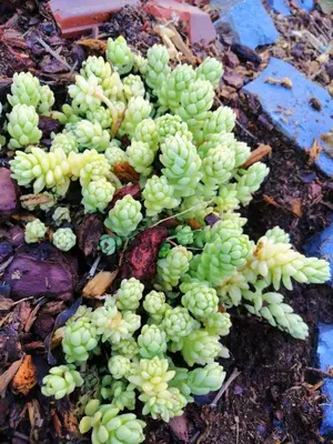 a green plant is growing on the ground at Vila Maria Quinta 6 