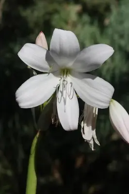 a close up of a white flower at Vila Maria Quinta 2 
