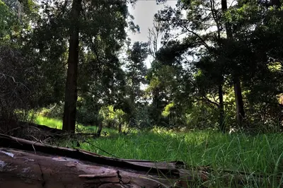 a forest with grass and trees and a fallen log at Vila Maria Quinta 2 