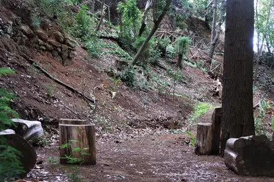 a dirt trail in a forest with two trees at Vila Maria Quinta 1 
