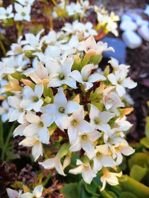 a bunch of white flowers on a plant at Vila Maria Quinta 1 