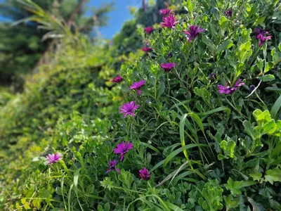 a bush of purple flowers in a garden at Madeira Sunset Cottage - Nature Retreat in Ponta do Pargo