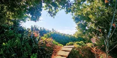 a path in the middle of a forest with trees at Madeira Sunset Cottage - Nature Retreat in Ponta do Pargo
