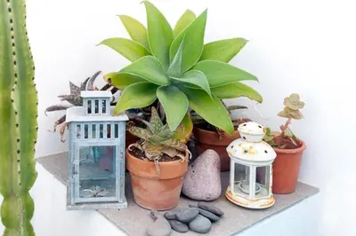 a shelf with a bunch of potted plants on it at Sea View Apartment Carrapateira in Carrapateira