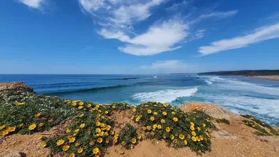 a group of flowers on a rock near the ocean at Sea View Apartment Carrapateira in Carrapateira