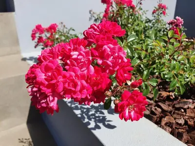 a bunch of pink flowers in a flower pot at Casa Atlantico Dachterrassengeschoss in Ribeira Brava