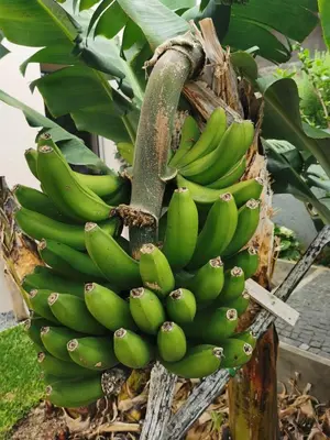 a bunch of green bananas hanging from a tree at Casa Atlantico tropischer Seitenflügel in Ribeira Brava