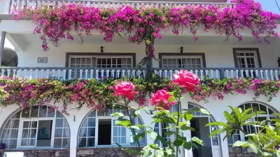a white building with pink flowers on a balcony at Apartments Vista Oceano in Funchal