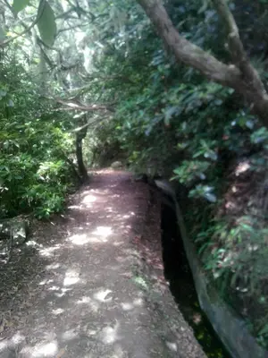 a trail in a wooded area with trees at Cc39- Q5 in Funchal
