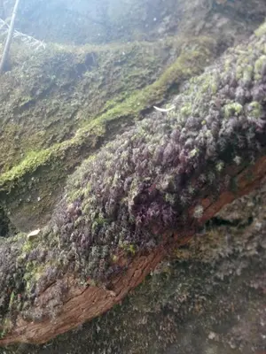 an aerial view of a field with plants at Cc39- Q5 in Funchal