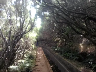 a dirt road through a forest with trees at Cc39- Q5 in Funchal