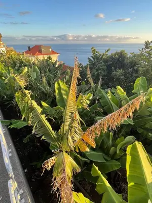 a bunch of green bananas hanging from a tree at Villa Escola da Bica in Arco da Calheta