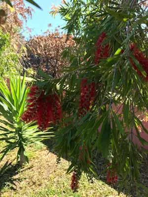 a group of yellow flowers in front of a plant at Ocean View Cottage in Ponta do Pargo