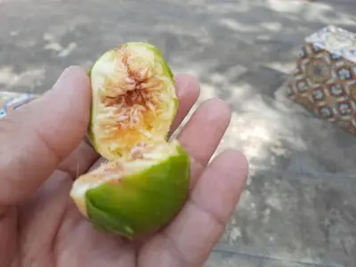 a person is holding a half eaten green apple at Quintinha das Lombas in Porto Santo