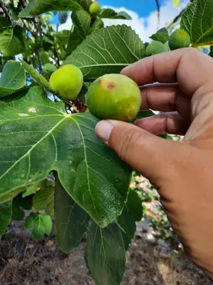 a person is holding a green apple on a tree at Quintinha das Lombas S in Porto Santo