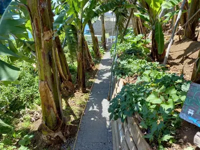 a path through a garden with trees and plants at Encanto do Sol in Ponta do Sol