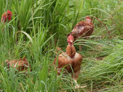 a group of chickens standing in the grass at Quinta Das Colmeias Cottage in Santo da Serra