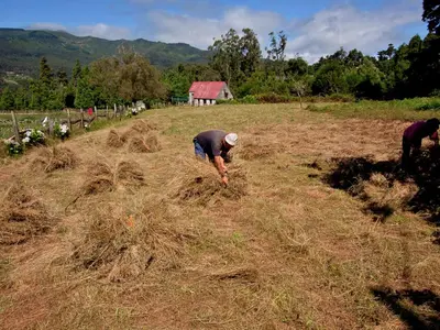 two people standing in a field with hay at Quinta Das Colmeias Cottage in Santo da Serra
