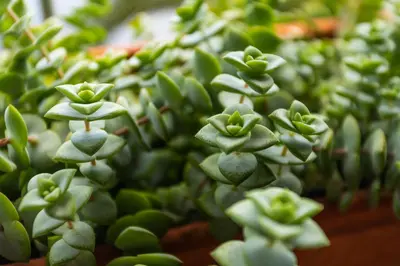 a group of green succulent plants are shown at FLH Vivenda Belo Horizonte with Sea View in Caniço
