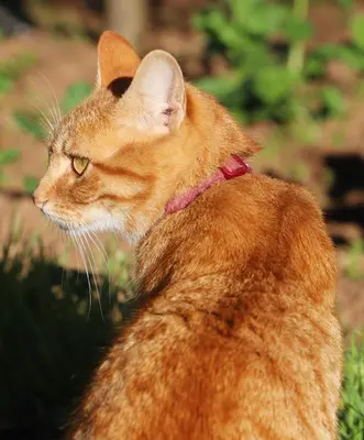 an orange cat with a pink collar sitting in the grass at Casa do Quintalão in Raposeira