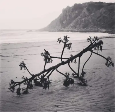 a tree branch in the sand on a beach at Amarguinha in Burgau