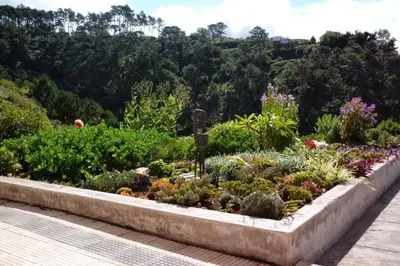 a garden with many different plants and flowers at Raposeira de São João, the feeling of peace, space and quiet, Whole villa is yours in Fajã da Ovelha