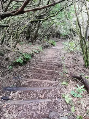 a stone path in a forest with trees at Cc39-Q6 in Funchal