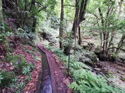a dirt road in a forest with trees at Cc39-Q6 in Funchal
