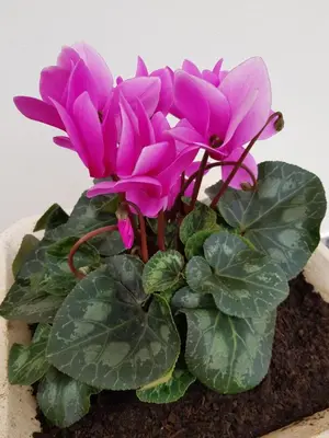 a bunch of pink flowers in a pot at “VENIK HOUSE” sea_mountains_relaxing_barbecue in Funchal