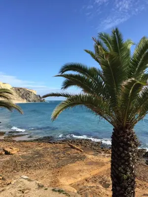 a palm tree on a sandy beach near the ocean at Beach front/waterside apartment in Luz