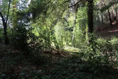 a wooded path in a forest with trees at Casa Maria Quinta 4 