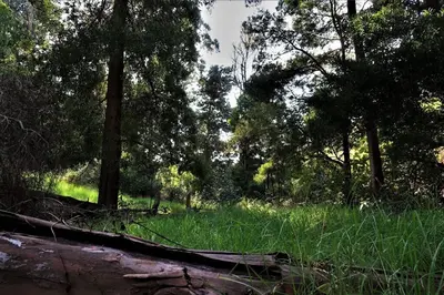 a field of grass with trees and a fallen log at Casa Maria Quinta 4 