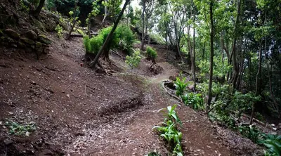 a dirt trail in the middle of a forest at Casa Maria Quinta 4 