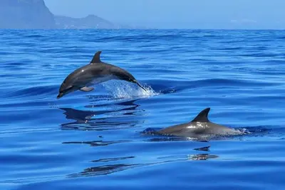 a group of dolphins swimming in the water at Casas Floeca in Ponta do Sol