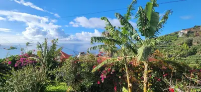 a garden with plants and flowers on a hill at Casas Floeca in Ponta do Sol