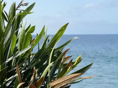 a plant with the ocean in the background at The Yellow House in Paul do Mar