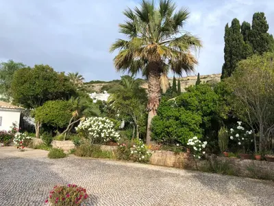 a palm tree and flowers in a garden at Charming Villa with Heated Pool near Sandy Beach, Hiking, Golf and Wineries in Luz