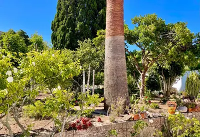 a large palm tree in a garden with plants at Charming Villa with Heated Pool near Sandy Beach, Hiking, Golf and Wineries in Luz