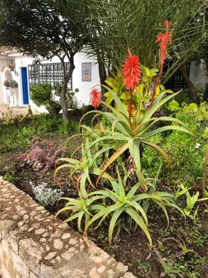 a plant with red flowers in a garden at Charming Villa with Heated Pool near Sandy Beach, Hiking, Golf and Wineries in Luz