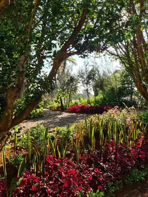 a garden with flowers and trees and a pathway at Quinta da Moscadinha in Camacha