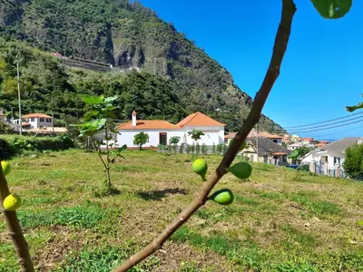 a tree with fruit on it with a house in the background at Casa do Bago in São Vicente