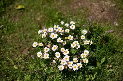 a bunch of white and yellow flowers in the grass at Casa do Bago in São Vicente