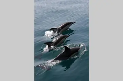 a group of dolphins swimming in the water at Vila das Acacias in Luz