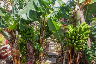 two bunches of green bananas hanging from trees at Casa da Bungavillia in Machico