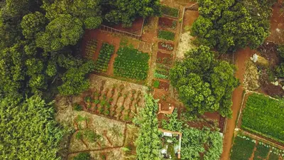 an overhead view of a forest with trees and plants at Quinta dos Artistas in Santa Cruz